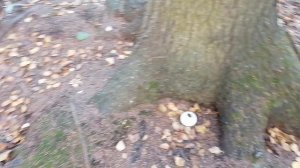 Нашел чьё-то укрытие в лесу