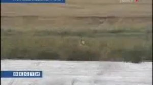 В плавнях шорох - и легавая застыла чутко...