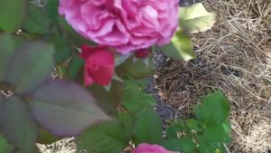 LaDuree rose троянда Ла Дюрі