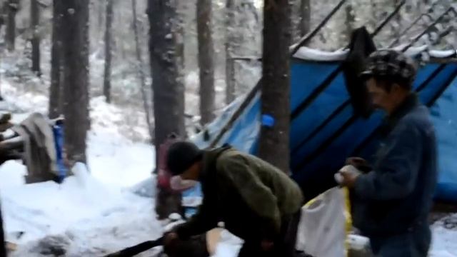 Кедровые орехи - золото Сибири смотреть онлайн