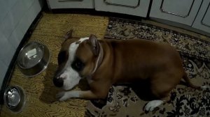 ДРЕССИРОВКА АМСТАФФА ВОЗЛЕ МИСКИ С ЕДОЙ