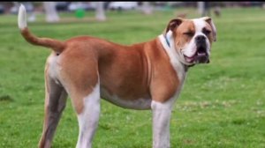 АРГЕНТИНСКИЙ ДОГ против АМЕРИКАНСКОГО БУЛЬДОГА / КТО ПОБЕДИТ ?