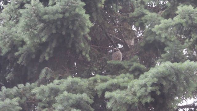 Семейство Ушастых сов под окнами Одесской ОГА. смотреть онлайн