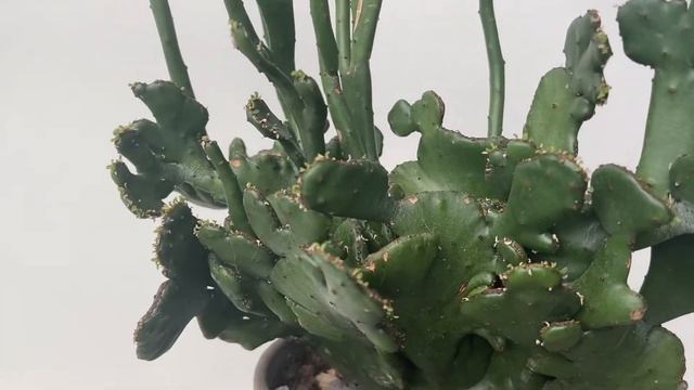 Эуфорбия Леукодендрон Кристата (Кошачий Хвост) смотреть онлайн