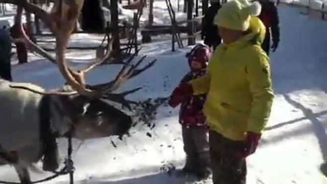 Дубасята в Санта-вилидж Фин. смотреть онлайн