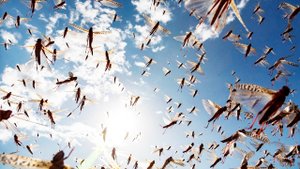 Гигантская туча саранчи атаковала Астраханскую область. Миллионы насекомых уничтожают все живое