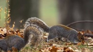 Самые Умные Животные в Мире