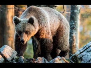 Почему медведи начали «атаковать» российские города и села?