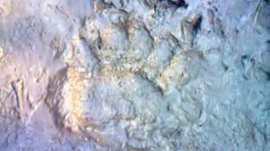 Медвежий след