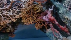 Коралловый риф в Геленджике в Морском музее