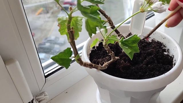 Герань, Месяц без Ухода, Показываю Результат смотреть онлайн