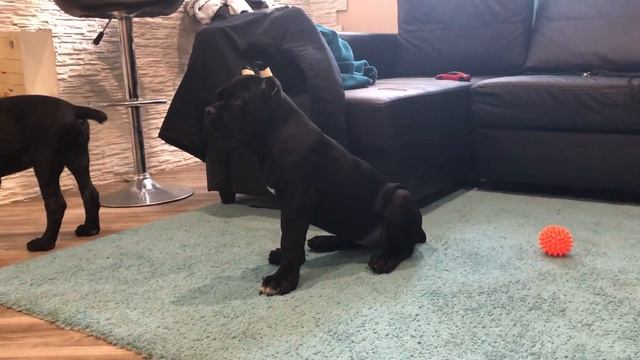 Кане корсо 3 месяца