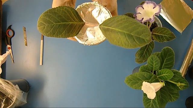?Укоренение листа глоксинии с помощью Фольги ! Поддержка для листа??How to grow gloxinia part №26