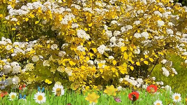 Спирея вангутта Голд Фонтэйн ? Обзор: посадка и уход. саженцы спиреи: описание и особенности смотреть онлайн