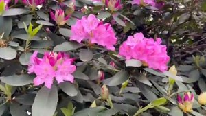 ПАРК ГАЛИЦКОГО!ЦВЕТЕНИЕ РОДОДЕНДРОНОВ!🌺🌺🌺🌺🌺13 МАЯ 2023 ГОДА!ПРОГУЛКА В ПАРКЕ "ГАЛИЦКОГО"🌺🌺🌺🌺🌺