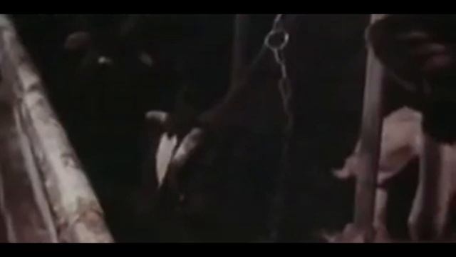 ОРГАНИЧЕСКИЕ УДОБРЕНИЯ--ОСНОВА ПЛОДОРОДИЯ ПОЧВ . смотреть онлайн