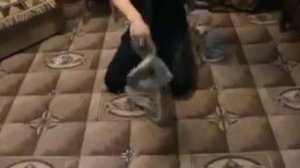 Дрессировка щенка