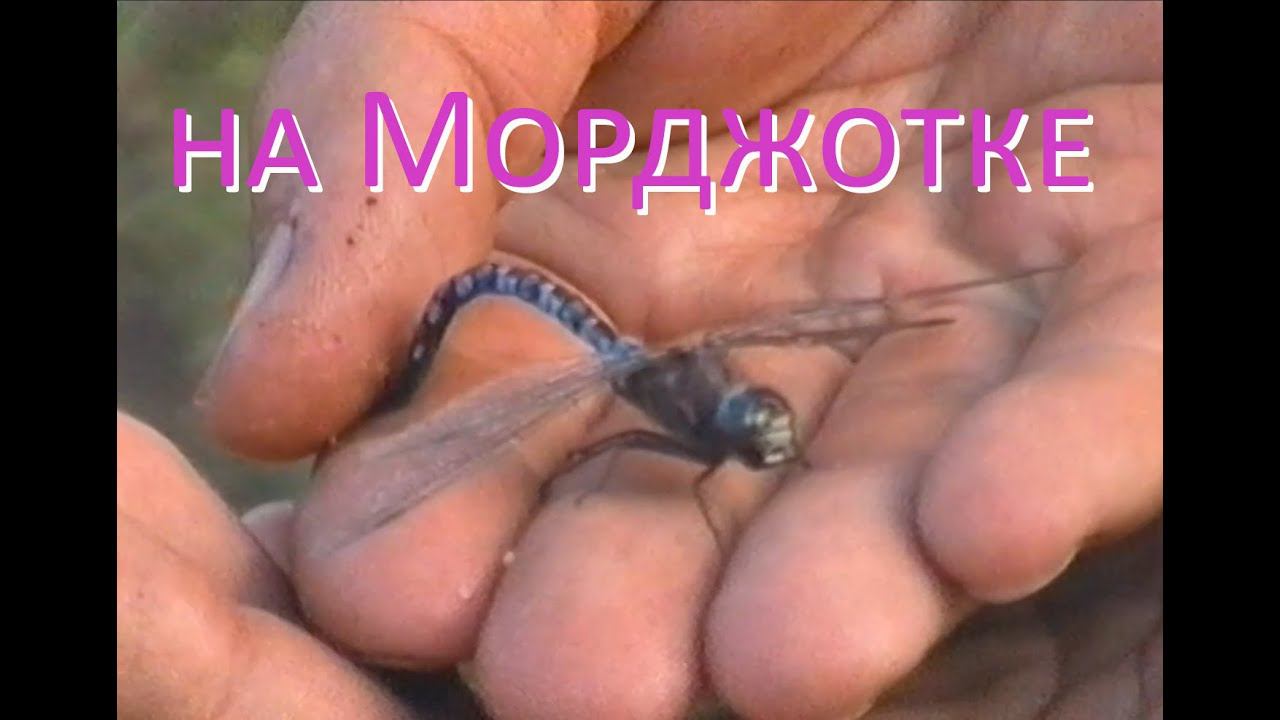 На Морджотке отдыхали, ели шашлыки. 6 минут из прошлой жизни...