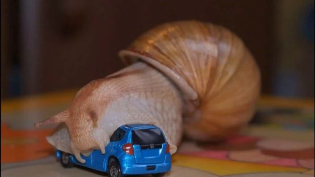 Улитказилла \ Приколы с животными, юмор, смешное видео, угар, ржач, смешно до слез смотреть онлайн