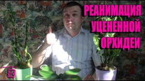 Реанимация уцененной орхидеи. Орхидеи в домашних условиях #Орхидеи