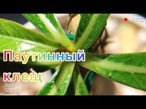 Паутинный клещ. Клещ на адениумах