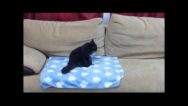 А.А. Фет "Кот поет, глаза прищуря..." смотреть онлайн