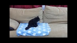 А.А. Фет "Кот поет, глаза прищуря..."