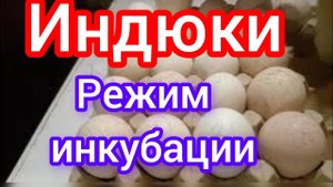 Режим инкубации индюшиного яйца