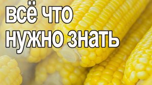 Кукуруза. Что с ней не так.