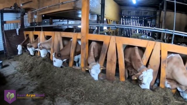 Отзыв о горизонтальном кормораздатчике Celikel 10 куб после 3 х лет эксплуатации смотреть онлайн