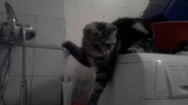 Прикол!!! КОШКА НЫРЯЕТ!!!! смотреть онлайн