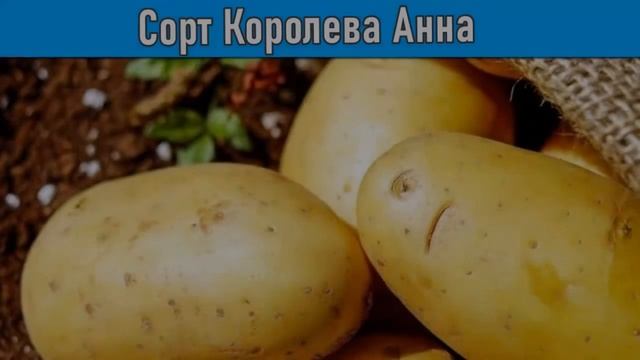 Картофель Королева Анна Характеристика Сорта Отзывы
