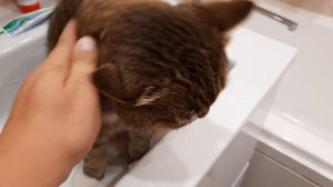 КОШКА ТОСЯ В РАКОВИНЕ #сергейтелков