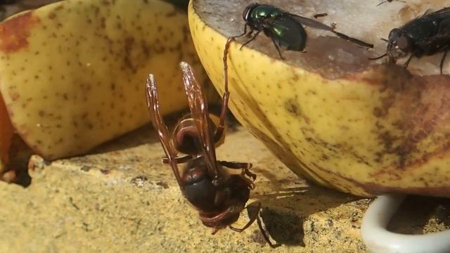 Кормушка для насекомых. Охота шершня на пчелу 2 (без монтажа) смотреть онлайн