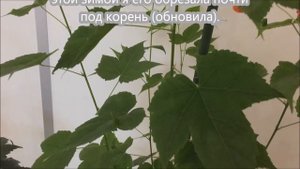 Абутилон или комнатный клён: уход и размножение.