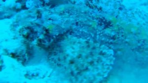 Рыба Камень Египет