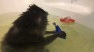 Маша принимает ванну (Домашние макаки)