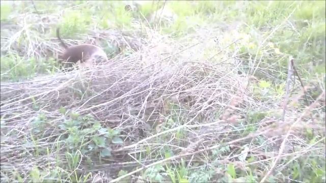 Первая прогулка маленькой таксы на даче смотреть онлайн