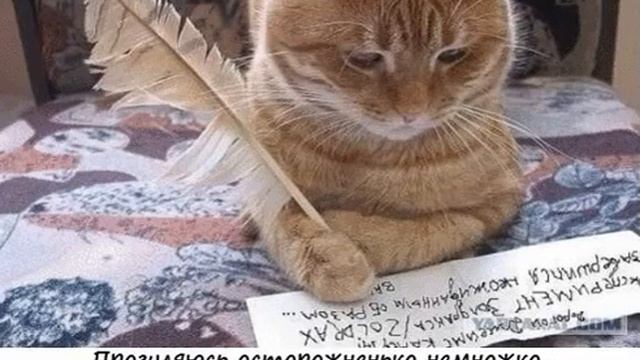 Минутка позитива. "Бабушка, забери меня" #юмор, #животные смотреть онлайн