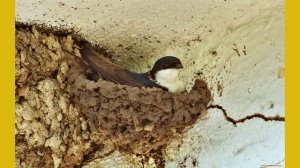 Александр Гурилев, романс "Вьётся ласточка сизокрылая" - исп.Маргарита Чугунова