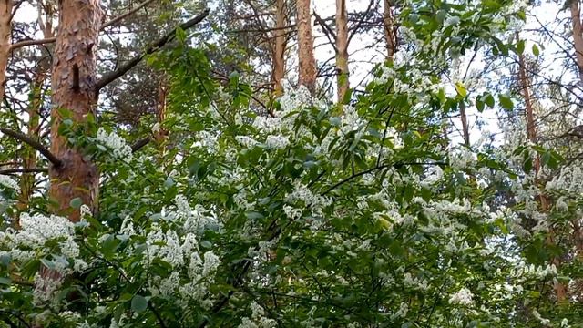 Релакс. Пение птиц и ветра. #лето#красоталеса#пениептиц#релакс#цветение#живемулеса#деревня