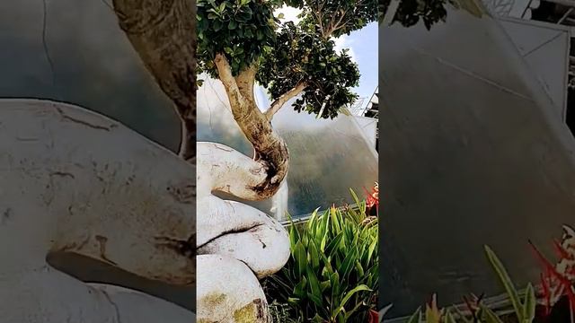 🛑Ficus Microcarpa 🛑#bonsai #bonsaitree #satisfying #asmrvideo смотреть онлайн