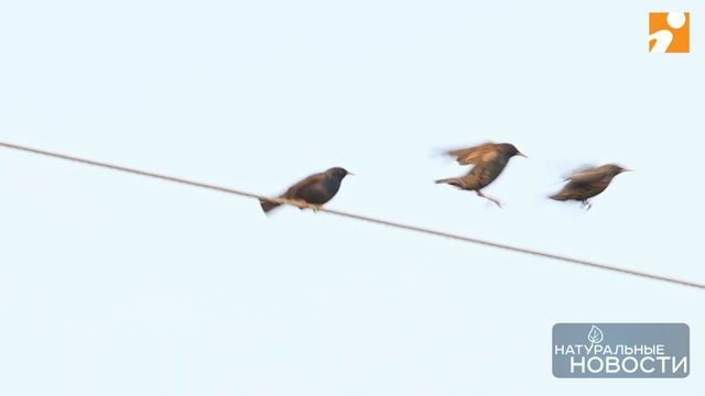 Истощенные скворцы начали гнездование в Твери смотреть онлайн