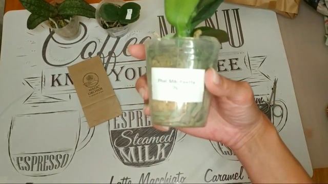 MAGIC ORCHIDS. Орхидеи Азии / ЗАКАЗ и ПОЛУЧЕНИЕ ОРХИДЕЙ из Азии / Орхидеи от Miki Orchid