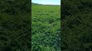 Арбуз на полях Херсонской области