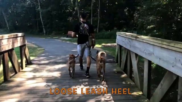 Korean Jindo and Mixed Breed| Korean Jindo Dog Trainers смотреть онлайн