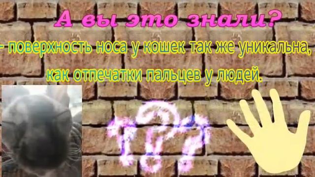Проект в школу#домашнее животное#каналхомячок#эмилия