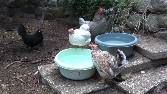 Hühner Rundgang August - Das Entgluckomobil - brütende Hennen, Stall und Auslauf смотреть онлайн
