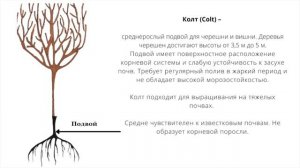 Корневая поросль вишни и сливы. Разбираем причины появления и как их избежать в саду.