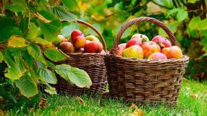 Питание богочеловека. Как изменить свое отношение к питанию в период перехода.